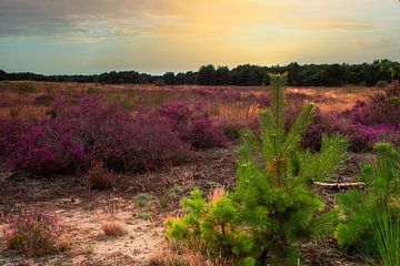 A colourful nature with heather and pines by Jolanda de Jong-Jansen