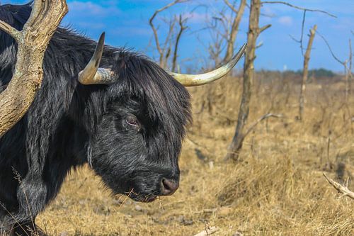Black Scottish Highlander in the dunes