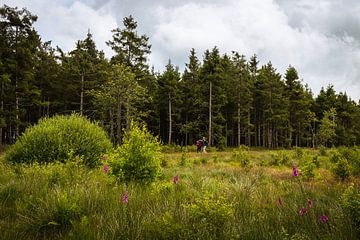 Wandelen door natuurpark Hoge Venen Eifel van OCEANVOLTA