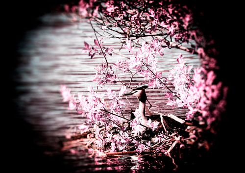 Romantiek rondom de Fuut