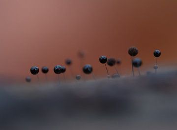 Pure nature by Angelique Raaijmakers