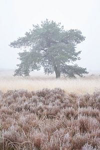 Waldkiefer im Nebel