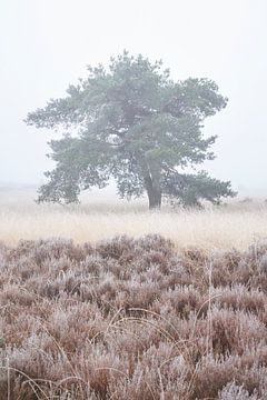 Vliegden in de mist van Cor de Hamer