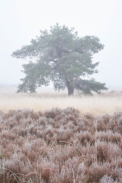 Scots pine in the mist by Cor de Hamer