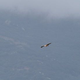 A vulture in the clouds by Ronald Buitendijk Fotografie