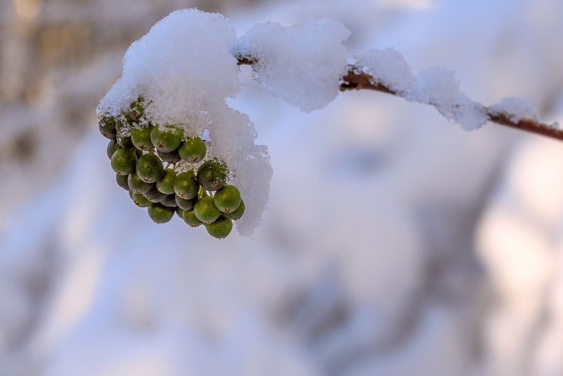 WINTERZEIT : VOGELBEEREN UND SCHNEE von Photoart-Naegele