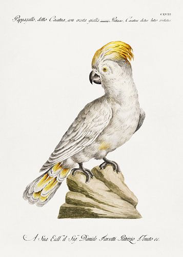 Cockatoo, Saverio Manetti