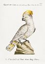 Kakadu, Saverio Manetti von Meisterhafte Meister Miniaturansicht