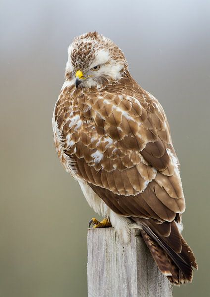 Buizerd van Menno Schaefer