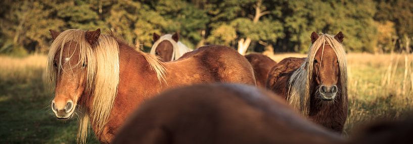 Drei Ponys blicken zurück von Luis Boullosa