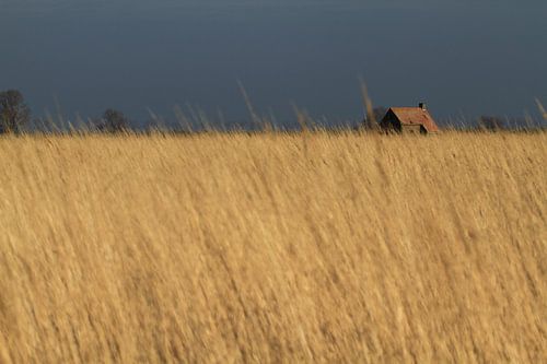 Oude boerderij in de polder