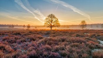 Sonnenaufgang, die Hoorneboegse Heide