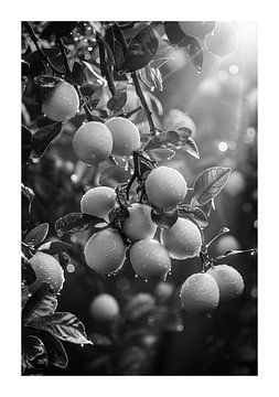 Lemons On A Branch With Morning Dew, Sunlight by Felix Brönnimann