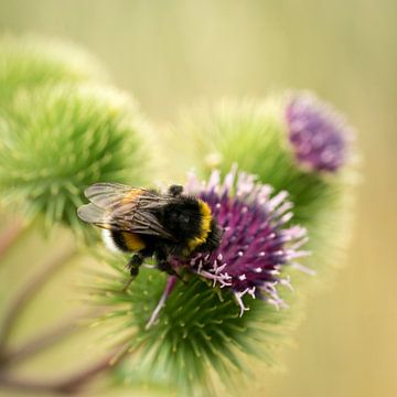 Makro einer Biene auf einer lila Distel von Marloes van Pareren