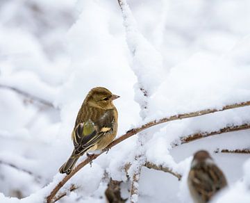 Close-up of a female chaffinch in the snow by ManfredFotos