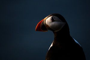 Puffin at sunset van Claudia van Zanten