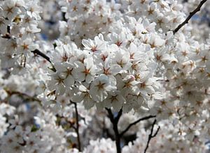 Kirsch - Blüte