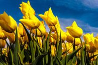 Gele Tulpen in de Wind von Brian Morgan Miniaturansicht