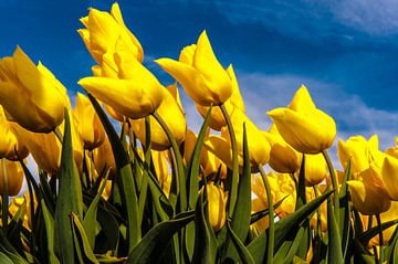 Gele Tulpen in de Wind