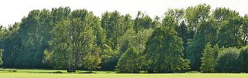 La lisière de la forêt au soleil sur Wim vd Neut