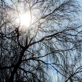 Bright winter sun in early spring by Jan van der Knaap