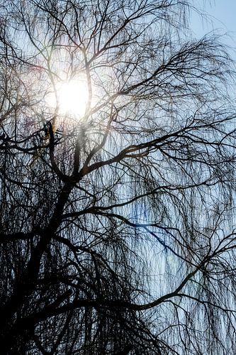Bright winter sun in early spring by Jan van der Knaap