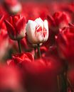 Unique tulip by Larissa van Hooren thumbnail