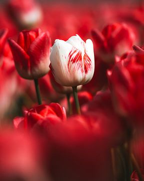 Unique tulip by Larissa van Hooren