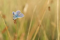 Ikarus blau. Schmetterling in seinem natürlichen Lebensraum von Martin Bredewold Miniaturansicht