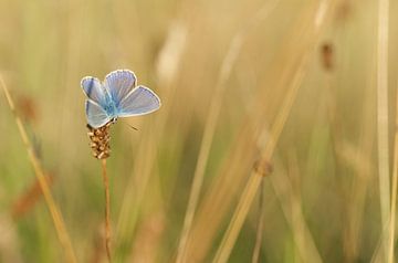 Ikarus blau. Schmetterling in seinem natürlichen Lebensraum von Martin Bredewold