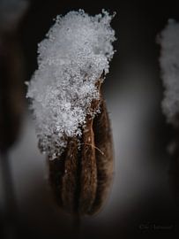 “Winter breathes in details.” by Photoartbyantoinnet