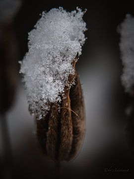 “Winter breathes in details.” by Photoartbyantoinnet