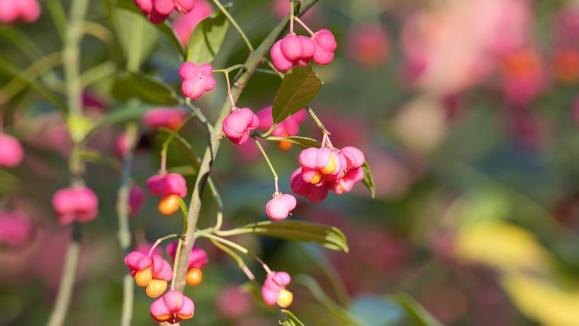 Euonymus europaeus van Bo Valentino