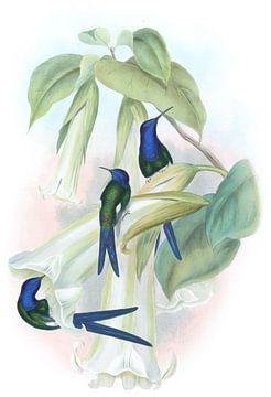 Swallow-Tail, John Gould van Hummingbirds