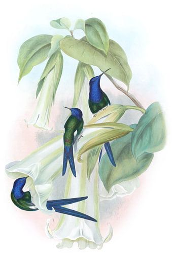 Schwalbenschwanz, John Gould