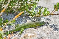 salamander op een rots. van Ferry Kalthof thumbnail