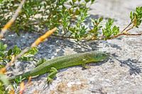 salamander op een rots.