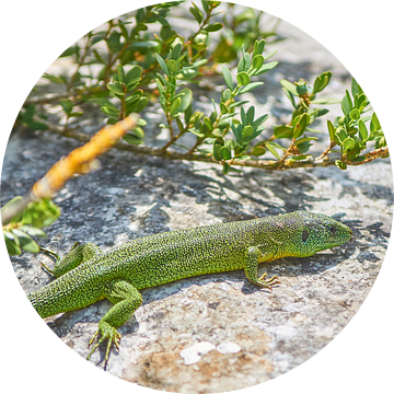 salamander op een rots. van Ferry Kalthof