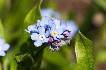 Forget-me-not im Frühjahr von Margot van den Berg