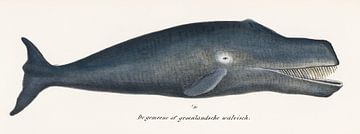 Groenlandse walvis van Fish and Wildlife