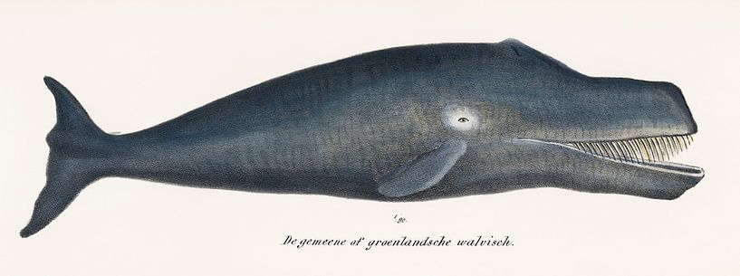 Grönlandwal von Fish and Wildlife