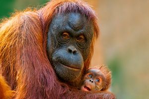 Orang Oetan moeder met baby