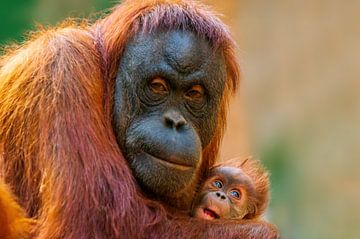 Orang Oetan moeder met baby van Mario Plechaty Photography