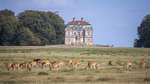 Reh vor Klampenborg, dem Jagdschloss der Hermitage in Dyrehav