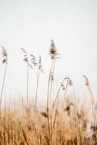 Plumes de roseau dansant dans le vent sur fond minimaliste
