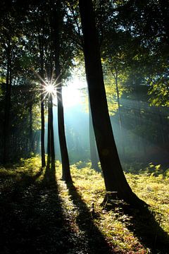 Sonnenstrahlen im Frühherbst von Ostsee Bilder