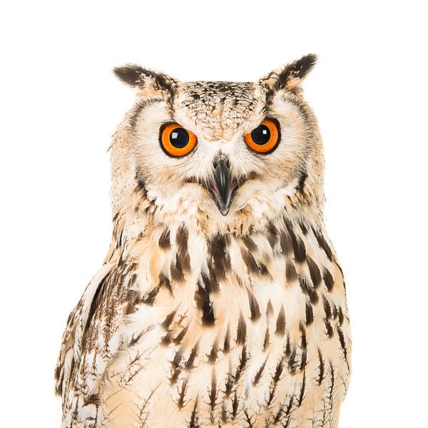 Ouch, portrait d&#039;un hibou par Elles Rijsdijk