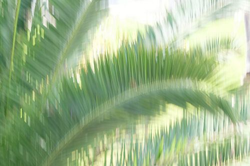 Les palmiers se balancent