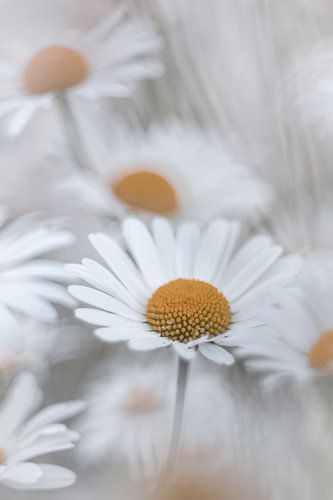 Parmi les marguerites
