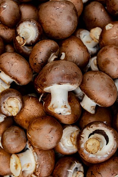 La question des champignons par Ines K.